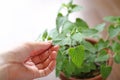 Woman's hand touching the herb leaves Royalty Free Stock Photo