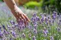 Woman`s hand touching lavender, feeling nature. Royalty Free Stock Photo