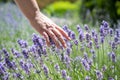 Woman`s hand touching lavender, feeling nature. Royalty Free Stock Photo