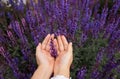 Woman`s Hand Touching Lavender, Feeling Nature Royalty Free Stock Photo