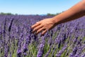 lavender flower in a lavender field in Provence, France