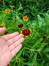 The Unique Color of Mexican Zinnia Flower (Zinnia Haageana)