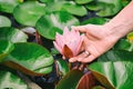 Woman`s hand touching Nymphaea, Egyptian lotus flower on green leaves background. Beautiful pink Lotus in the pond Royalty Free Stock Photo