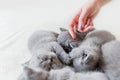 Woman`s hand touching one of sleeping cats. British shorthair. Royalty Free Stock Photo