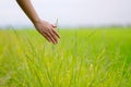 A woman`s hand touching rice in a field Royalty Free Stock Photo