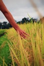 WomanÃÂ´s Hand Touching Rice on the Rice Field