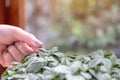 A woman`s hand touching a small leaf in tree pot with blur green nature Royalty Free Stock Photo