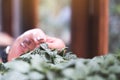 A woman`s hand touching a small leaf in tree pot with blur green nature Royalty Free Stock Photo