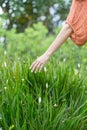 Woman`s hand touching some flowers in the field Royalty Free Stock Photo