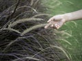 Woman`s hand touching wild grass. Royalty Free Stock Photo