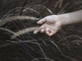 Woman`s hand touching wild grass. Royalty Free Stock Photo