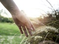 Woman`s hand touching wild grass. Royalty Free Stock Photo