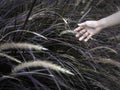 Woman`s hand touching wild grass. Royalty Free Stock Photo