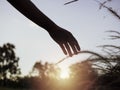 Woman`s hand touching wild grass. Royalty Free Stock Photo