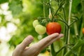 Woman& x27;s hand touchingly holds a ripe red tomato on a bush, caring for and fertilizing garden plots. growing organic food