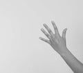 Woman`s hand up. handbreadth isolated on a white background. Fro