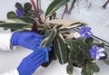 WomanÃ¢â¬â¢s hand washes the leaves of potted plants on windowsill. Caring for houseplants in the winter.