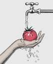 A woman`s hand washes a tomato under the water tap.