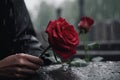 Woman\'s hand with a wedding ring puts a red rose on a black granite tombstone. Rain. Loss of a loved one