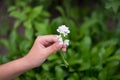 Woman`s hand with a camomile Royalty Free Stock Photo