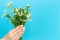 A woman`s hand with a white manicure holds bouquet of flowers on a blue background, a view from the front, copy space. Royalty Free Stock Photo