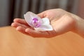 Woman's hand with white orchid flower