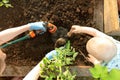 Woman`s hands and a child planting tomato seedlings in greenhouse. Organic gardening and growth concept