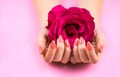 Woman`s hands with Coral manicure holding rose. Royalty Free Stock Photo