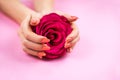 Woman`s hands with Coral manicure holding rose. Royalty Free Stock Photo