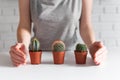 Woman`s hands cover up with hands three small cactuses