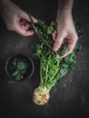 Woman`s hands cutting celery green leaves on celery root. Dark backtround