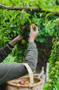 Woman`s hands gathering plums. Rural scene Royalty Free Stock Photo