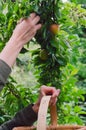 Woman`s hands gathering plums. Rural scene Royalty Free Stock Photo