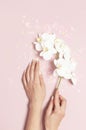 Woman`s hands with gentle manicure hold branch of White Phalaenopsis orchid flowers on pastel pink background with festive Royalty Free Stock Photo