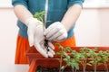 Woman`s hands in gloves keeps the seedlings of tomato and pepper in hand. Transplanting seedlings in a pot. Royalty Free Stock Photo