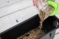 Woman`s hands in green gloves pours drainage into plastic container. Preparation of seeds for planting in the ground Royalty Free Stock Photo