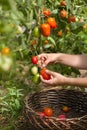 Woman`s hands harvesting fresh organic tomatoes in her garden on a sunny day. Farmer Picking Tomatoes. Vegetable Growing Royalty Free Stock Photo