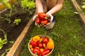 Woman`s hands harvesting fresh organic tomatoes