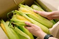 Woman's hands hold clean corn cobs. Farmer holding corn cobs harvest in hands in corn field. A close up of woman Royalty Free Stock Photo