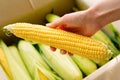 Woman& x27;s hands hold clean corn cobs. Farmer holding corn cobs harvest in hands in corn field. A close up of woman Royalty Free Stock Photo