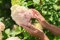 A woman`s hands hold a large bouquet of fresh hydrangea flowers in the garden Royalty Free Stock Photo