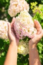 A woman`s hands hold a large bouquet of fresh hydrangea flowers in the garden Royalty Free Stock Photo