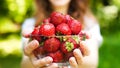 Woman`s hands hold ripe and juicy picked strawberries. Summer sunny day. Close-up Royalty Free Stock Photo