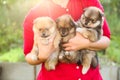 Woman`s hands hold small spitz puppies