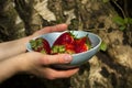 Woman's Hands holding the blue bowl of strawberries Royalty Free Stock Photo