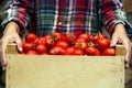 A woman`s hands are holding a box of tomatoes. Close-up girl`s hands with red tomatoes. Royalty Free Stock Photo