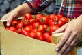 A woman`s hands are holding a box of tomatoes. Close-up girl`s hands with red tomatoes. Royalty Free Stock Photo