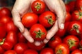 A woman`s hands are holding a box of tomatoes. Close-up girl`s hands with red tomatoes. Royalty Free Stock Photo