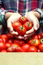 A woman`s hands are holding a box of tomatoes. Close-up girl`s hands with red tomatoes. Royalty Free Stock Photo