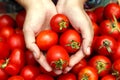 A woman`s hands are holding a box of tomatoes. Close-up girl`s hands with red tomatoes. Royalty Free Stock Photo